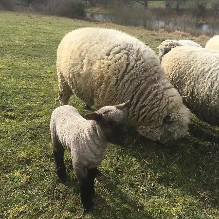 Guest house Pasterhof Eichhorst Friedland (Mecklenburg-Vorpommern)