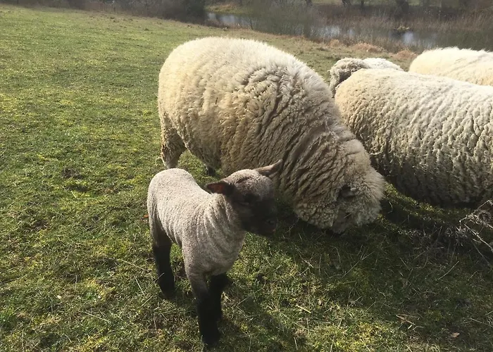 Pensjonat Pasterhof Eichhorst Friedland (Mecklenburg-Vorpommern)